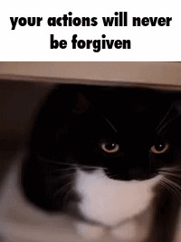 Cat Meme GIF