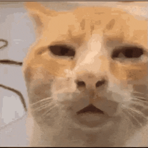 Cat Meme GIF