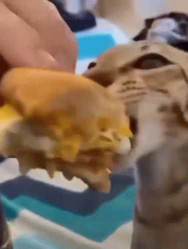 Cat Meme GIF