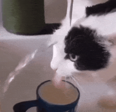 Cat Meme GIF