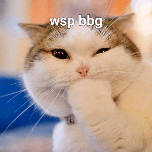 Cat Meme