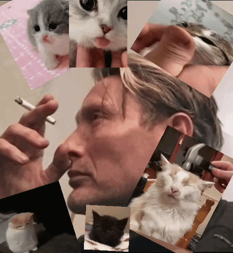 Cat Meme GIF