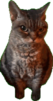 Cat Meme Sticker