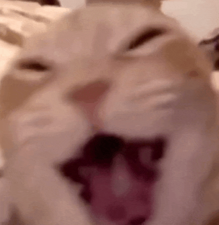 Cat Meme