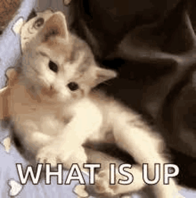 Cat Meme