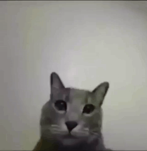 Cat Meme GIF