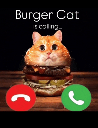 Cat Meme