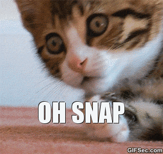 Cat Memes GIF