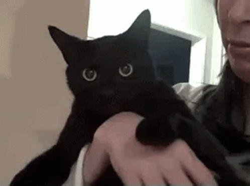 Cat Meow GIF
