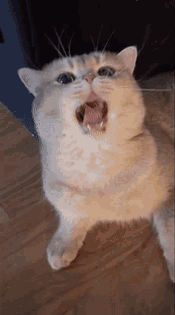 Cat Meow GIF