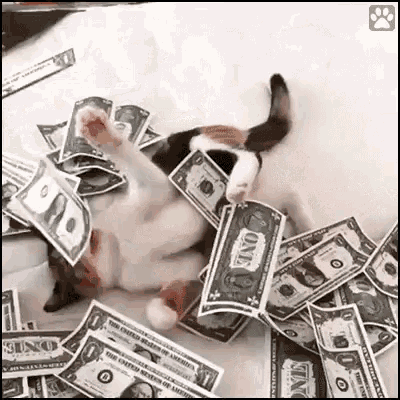 Cat Mewo GIF
