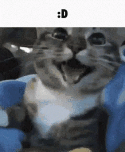 Cat Middle Finger But No Middle Finger GIF