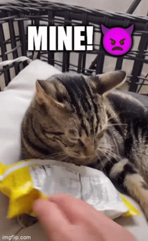 Cat Mine GIF