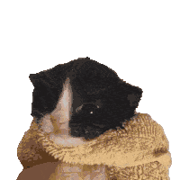 Cat Moment Sticker