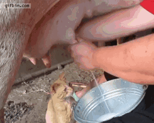 Cat GIF. This 303 x 241 animated GIF is part of our cow milk collection. Related themes include cat. Created by Ganani. View the original animation, share…