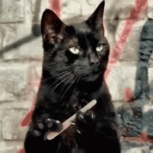 Cat Nail File GIF