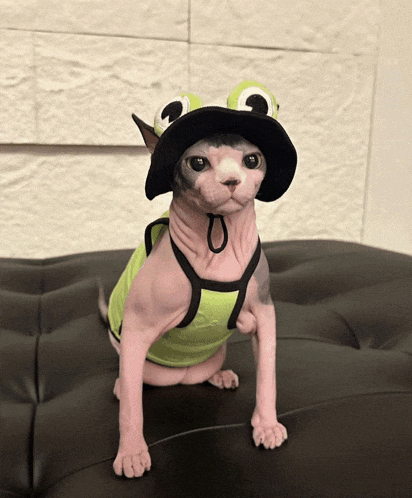 Cat Naked Cat Meme