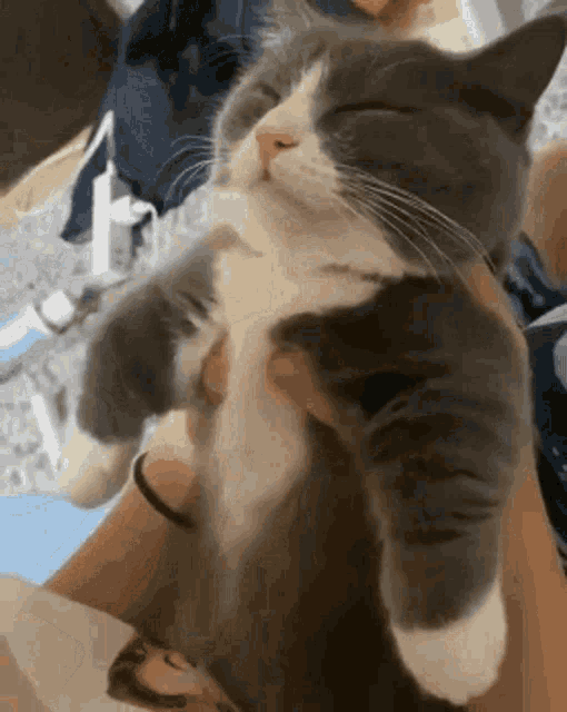 Cat Nap GIF