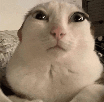 Cat Nep Meme