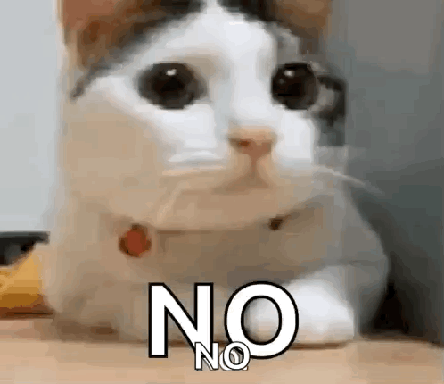 Cat No GIF. This 498 x 430 animated GIF is part of our guy shaking head collection. Related themes include cat, no, noooo. Created by qaswse. View the…