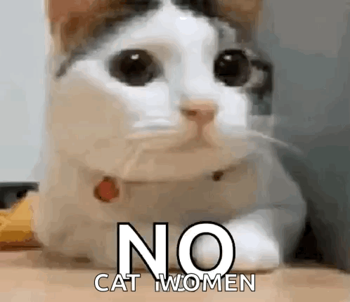 Cat No GIF