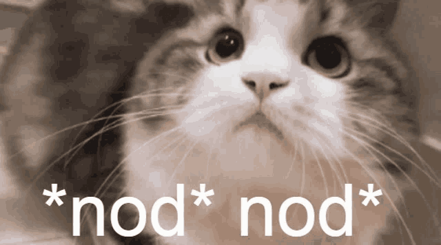 Cat Nod Meme
