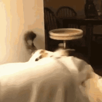 Cat Nom Cat Nom Arm GIF