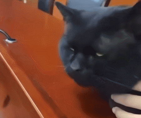Cat Not Amused GIF