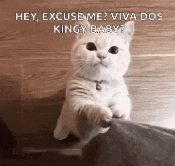 Cat Notice Me GIF
