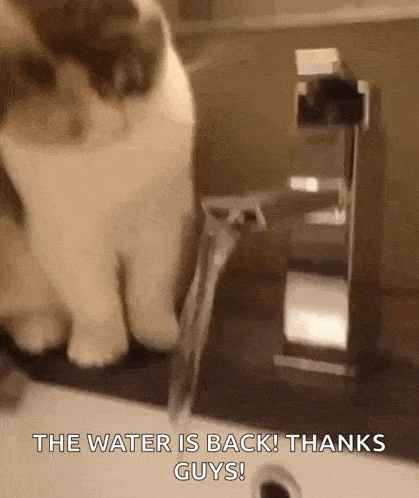 Cat GIF