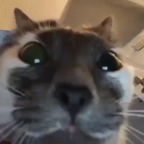 Cat GIF