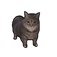 Cat Oiiaoiia Cat Spinning Sticker