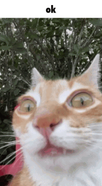 Cat Ok GIF