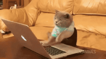 Cat On Keyboard GIF