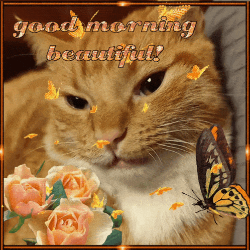 Cat Orange GIF