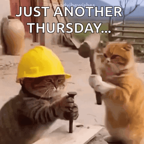 Cat Ouch GIF