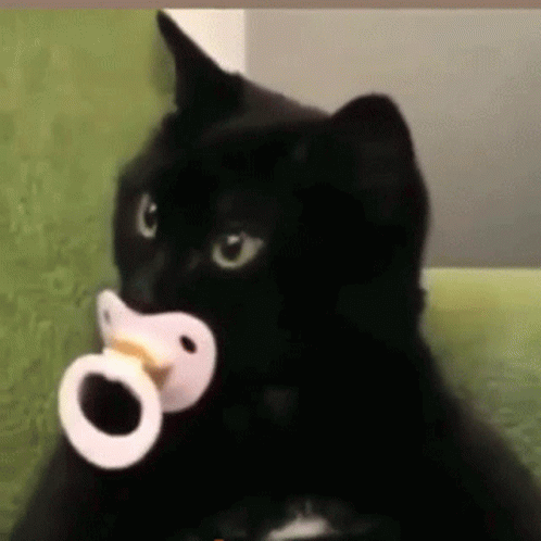 Cat Pacifier GIF
