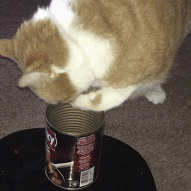 Cat Paw In Can GIF