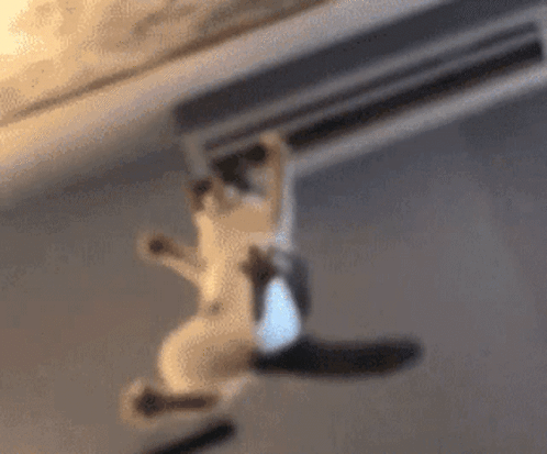 Cat Paw GIF
