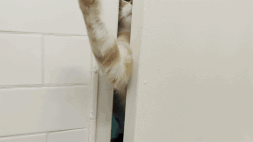 Cat Pawing GIF