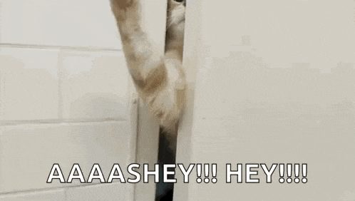 Cat Pawing GIF