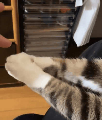 Cat Paws Hold Hands GIF