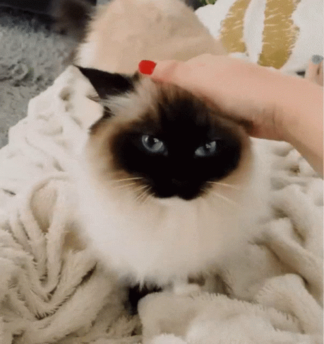 Cat Pet GIF. This 469 x 498 animated GIF is part of our lady and the tramp siamese cats collection. Related themes include cat. Created by yomochan. View…