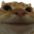 Cat Sticker