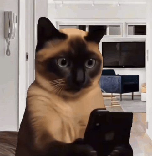 Cat Phone What Gato Movil GIF