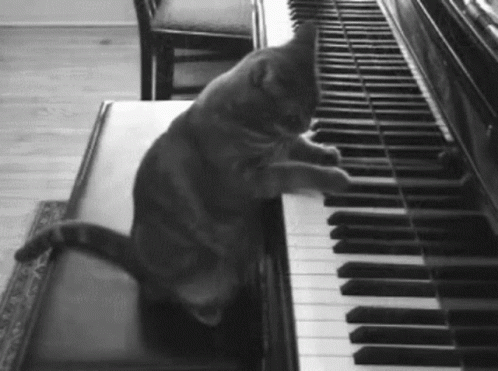 Cat Piano GIF