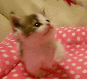 Cat Pink GIF