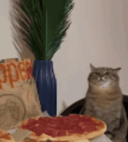 Cat Pizza GIF. This 449 x 498 animated GIF is part of our pizza rat collection. Related themes include cat, pizza. Created by chompsky. View the original…