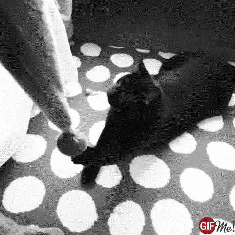 Cat Play GIF