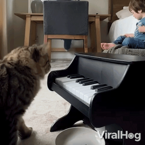 Cat Playing Piano Viralhog GIF